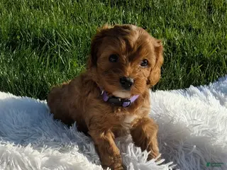 Cavapoo dogs for sale: Ocean - Ad 4