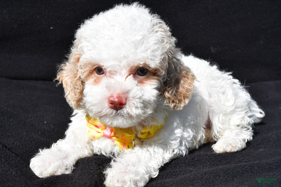 Miniature Poodle dogs for sale: Maddox - Ad 2
