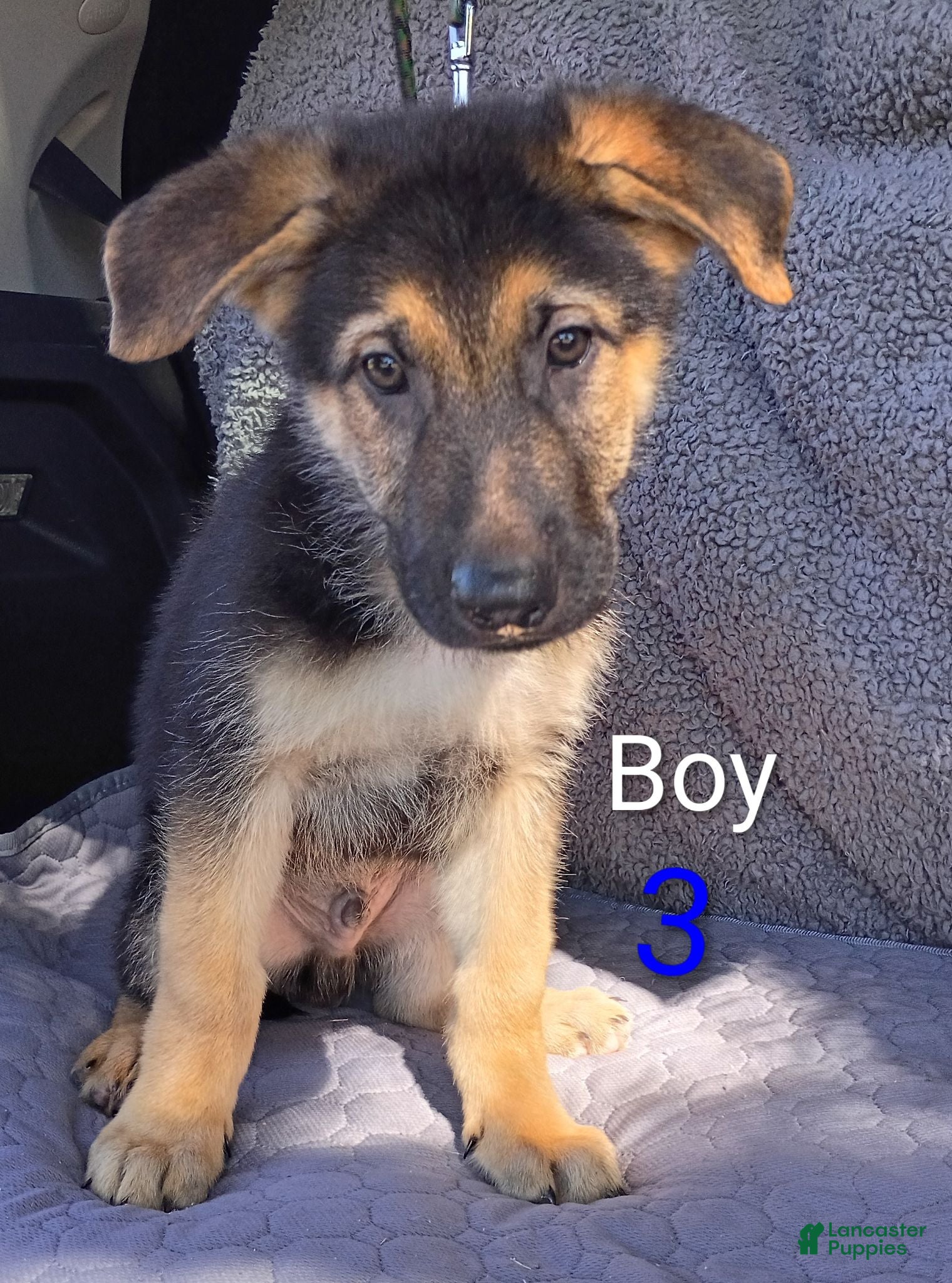 German Shepherd dogs German Shepherd 3 - Ad 36