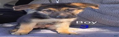 German Shepherd 3