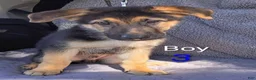 German Shepherd dogs for sale: German Shepherd 3 - Ad 1