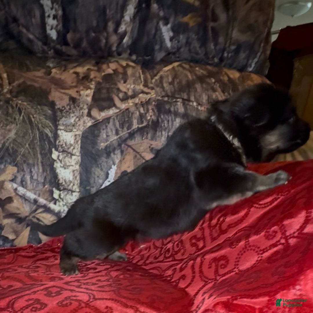 German Shepherd dogs for sale: SUPA - Ad 4