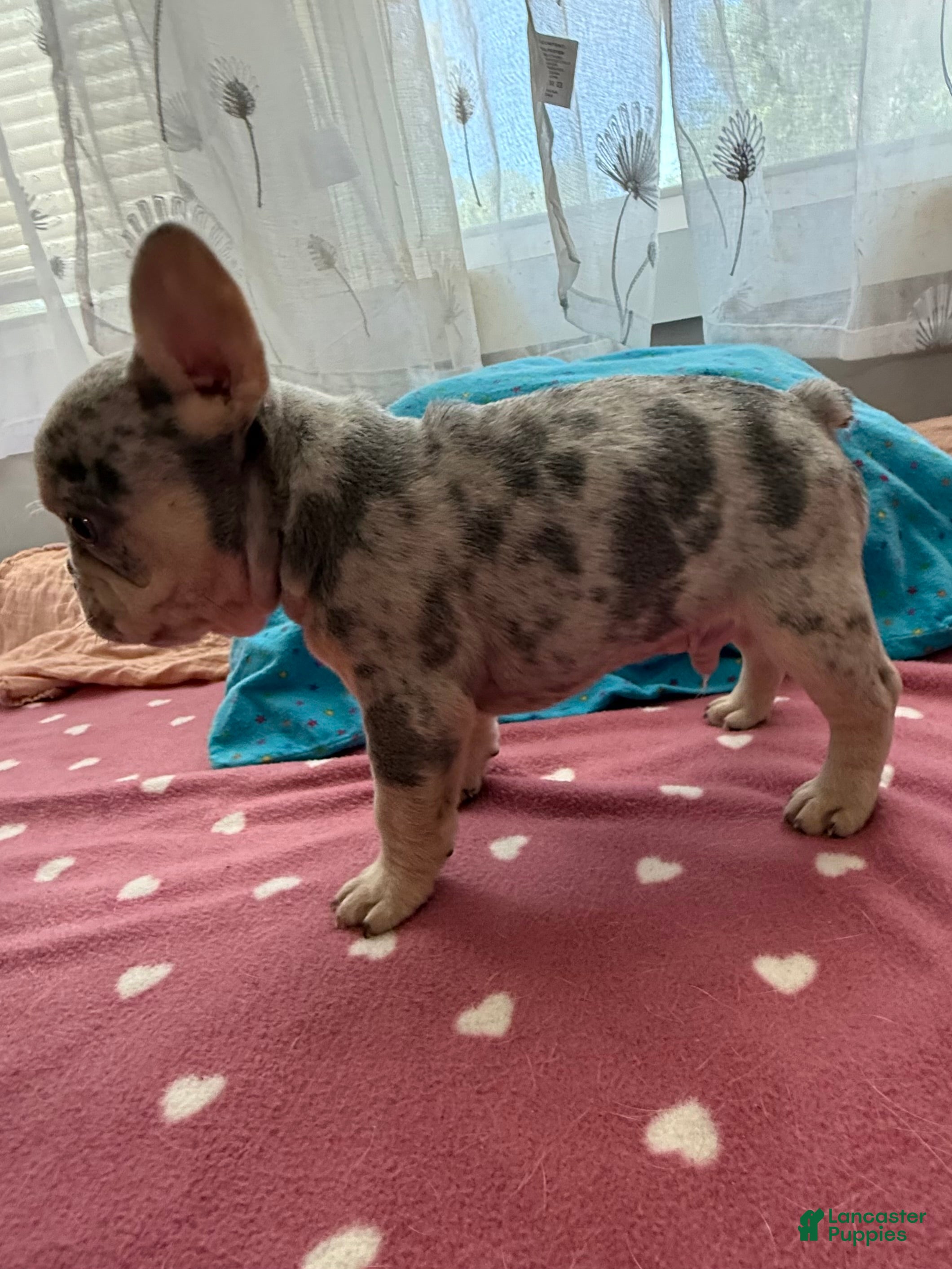 French Bulldog dogs French Bulldog 3 - Ad 30