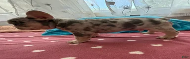 French Bulldog 3