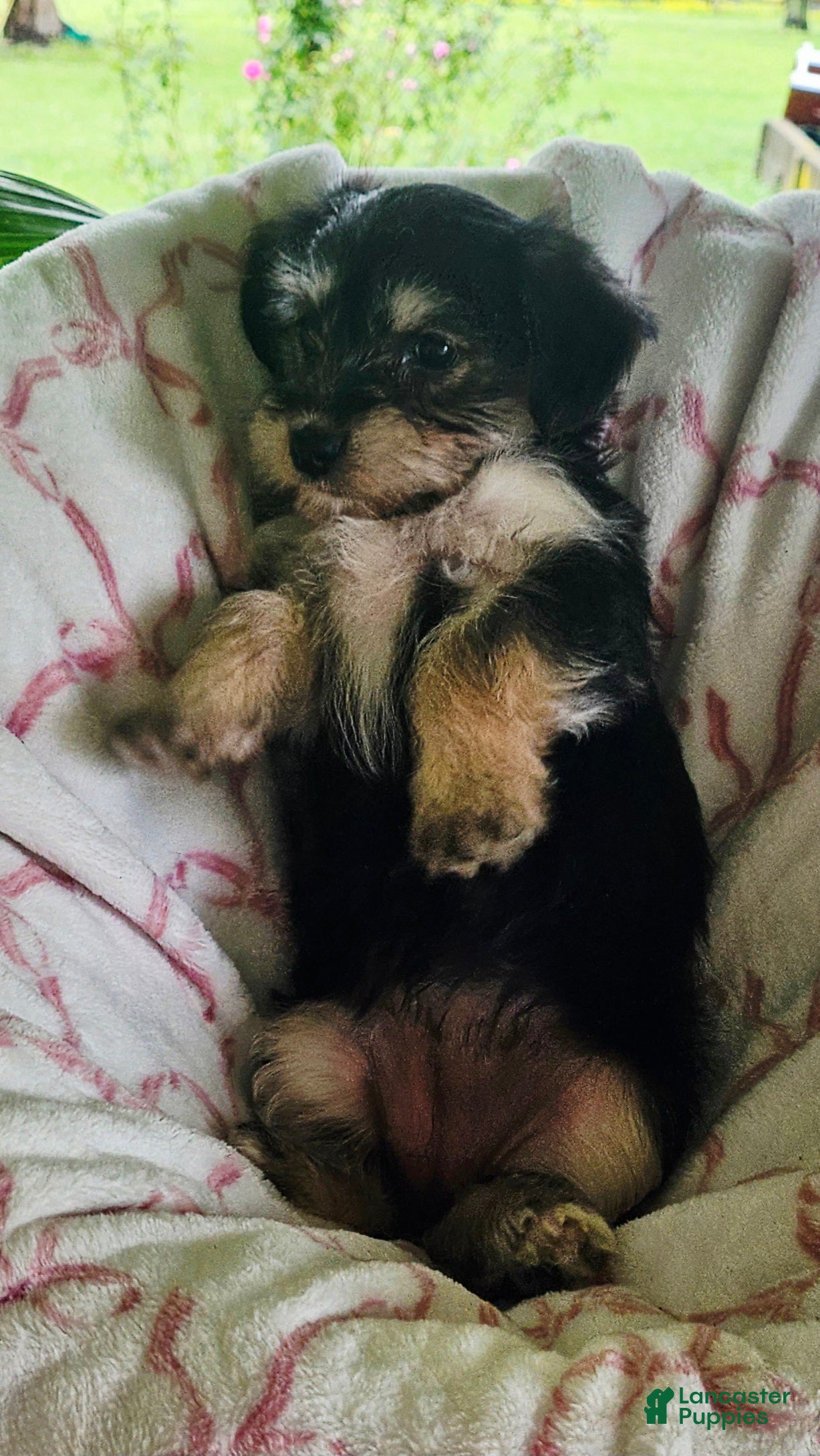 Yorkshire Terrier dogs for sale: Lilly - Ad 4