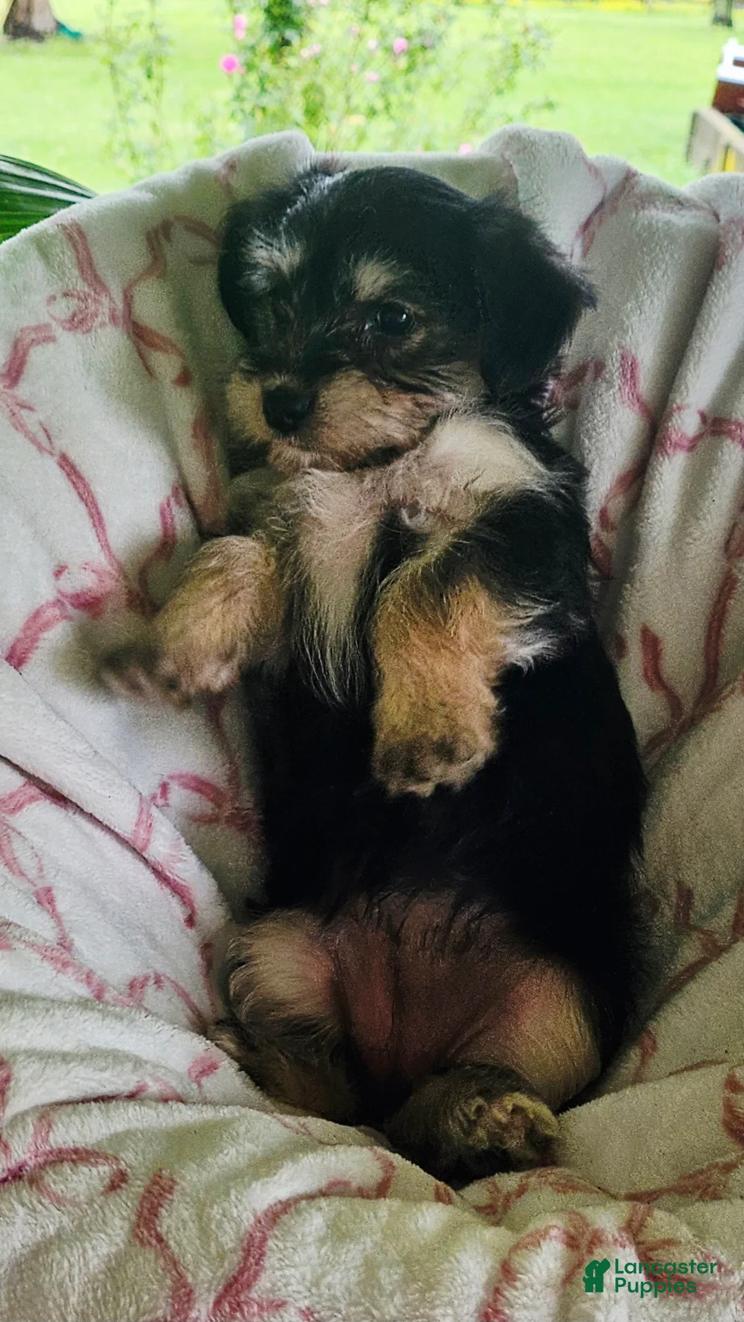 Yorkshire Terrier dogs for sale: Lilly - Ad 1