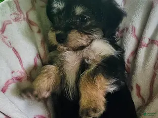 Yorkshire Terrier dogs for sale: Lilly - Ad 4
