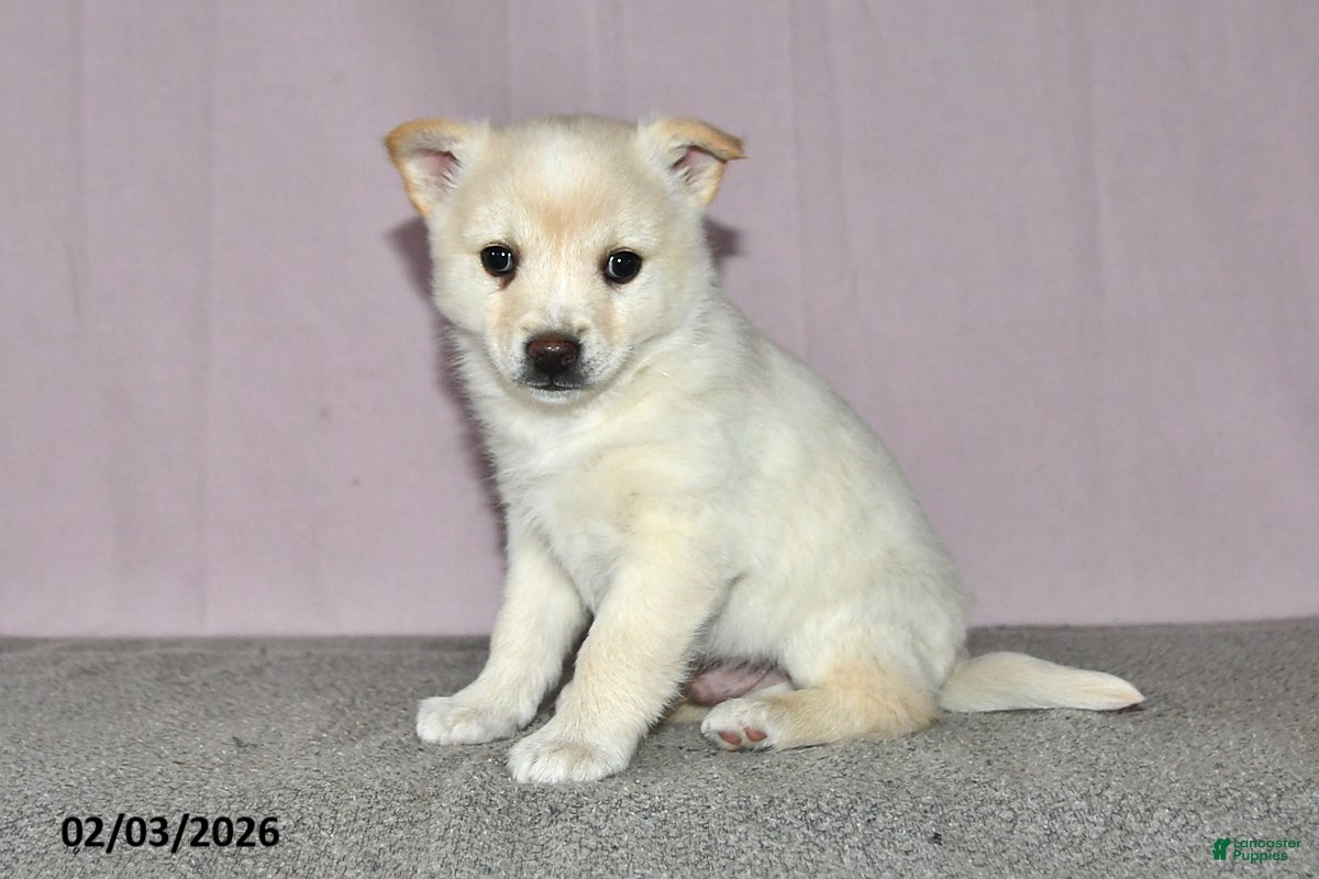 Mixed Breed dogs Lenny - Ad 2