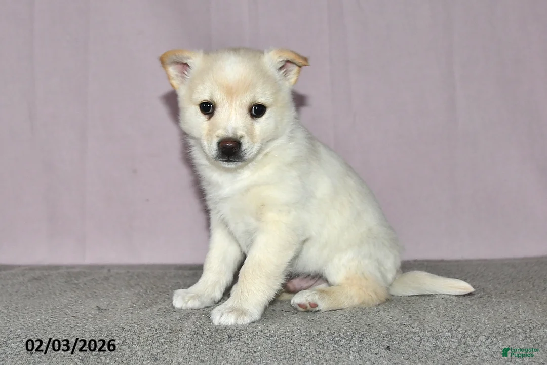 Mixed Breed dogs for sale: Lenny - Ad 2