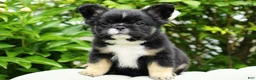 French Bulldog dogs for sale: Panda - Ad 1