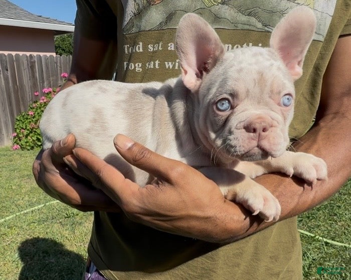 French Bulldog dogs French Bulldog Puppy 1 - Ad 1