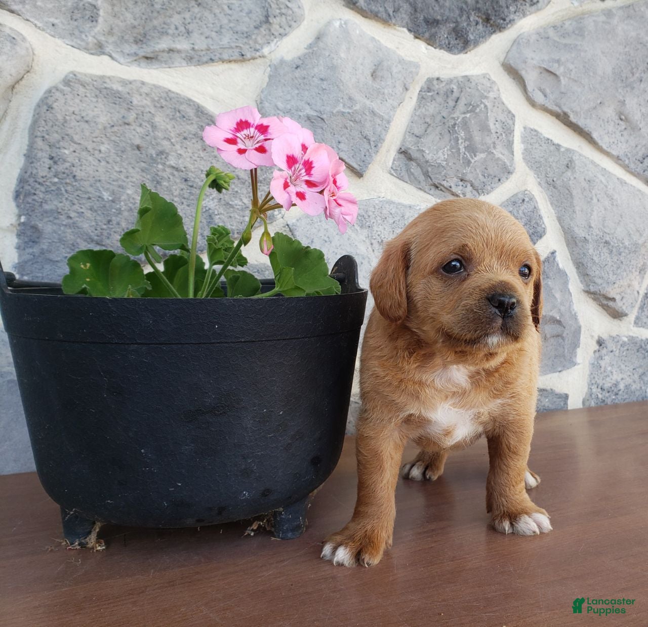 Mixed Breed dogs Tippy - Ad 4