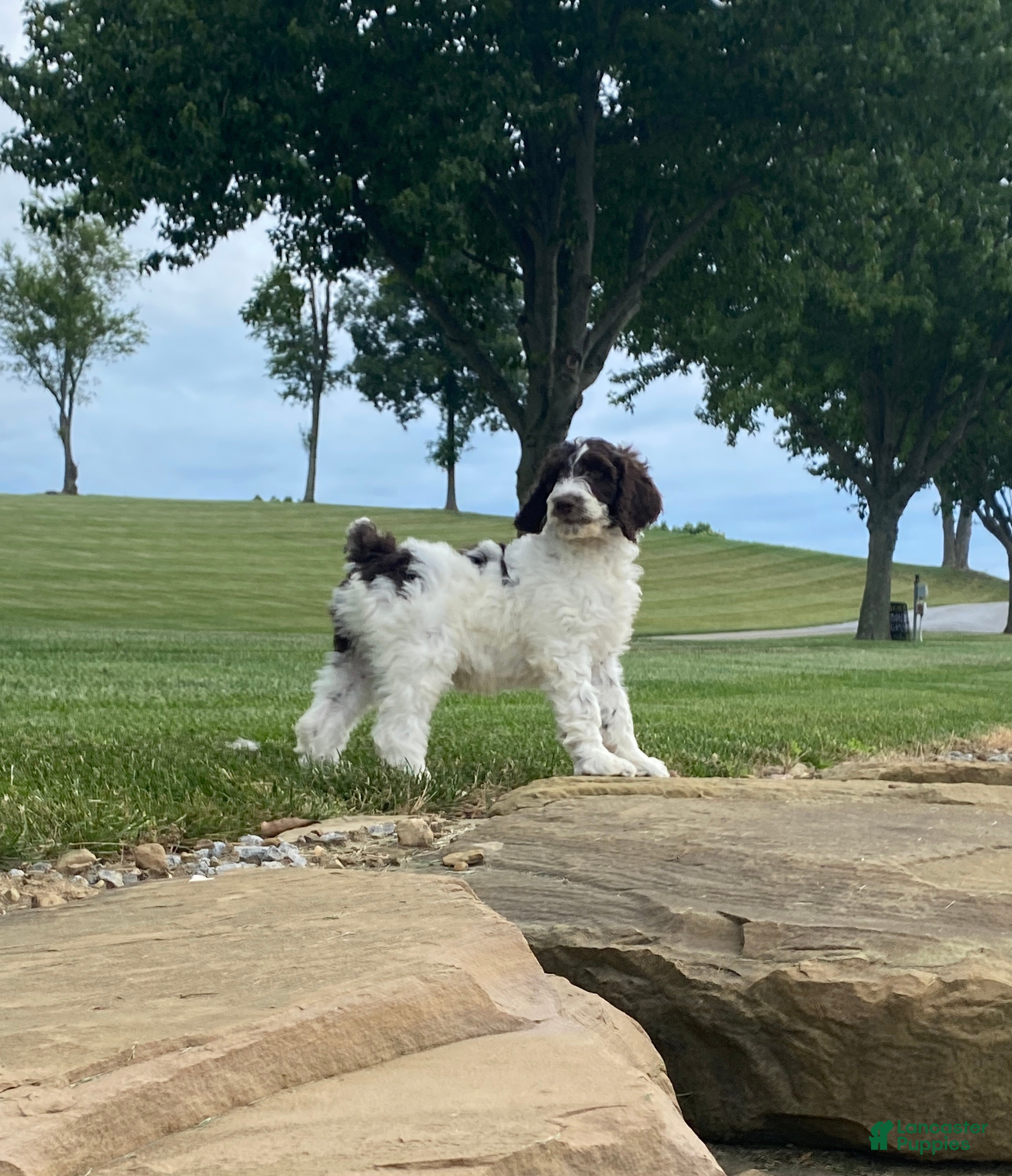 Labradoodle dogs  F1bb Baxter - Ad 1