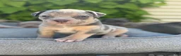 American Bully dogs for sale: Lola - Ad 2