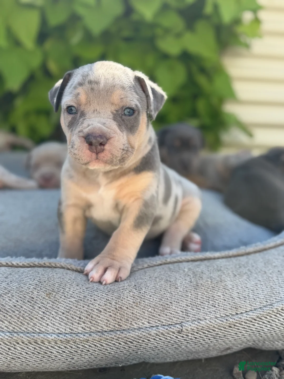 American Bully dogs for sale: Lola - Ad 2