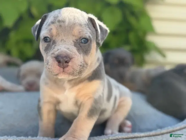 American Bully dogs for sale: Lola - Ad 2