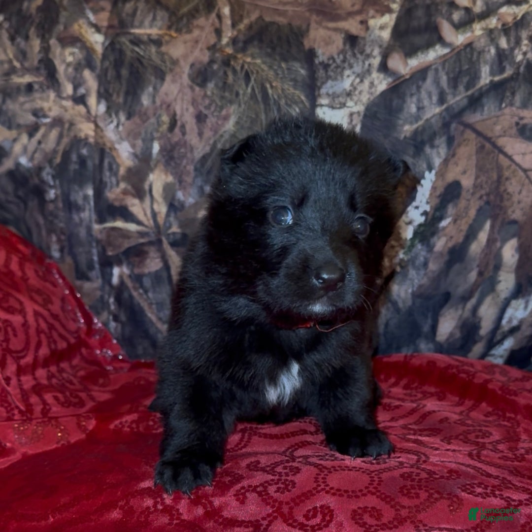 German Shepherd dogs for sale: SCAMPI - Ad 3