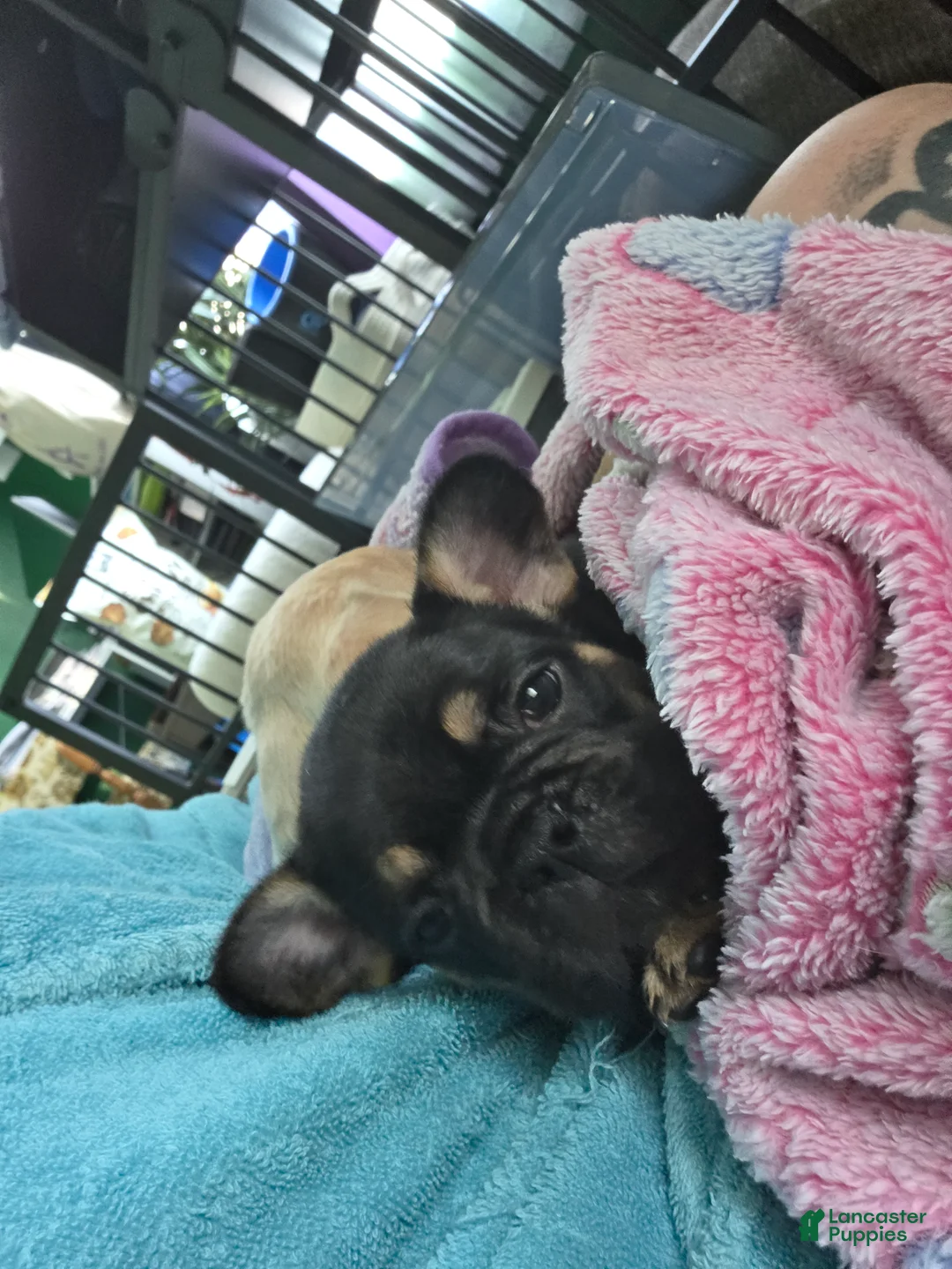 French Bulldog dogs for sale: Princess Leia  - Ad 2