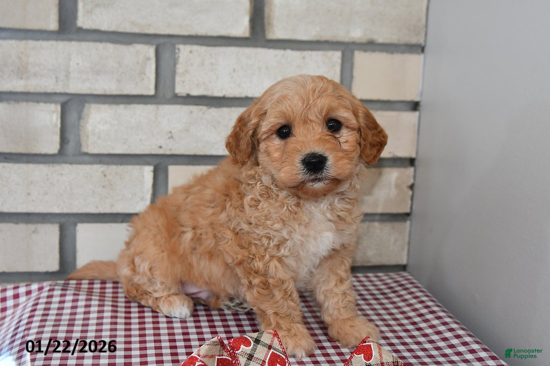 Bichpoo dogs for sale: Chris - Ad 1