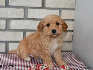 Bichpoo dogs Chris - Ad 41