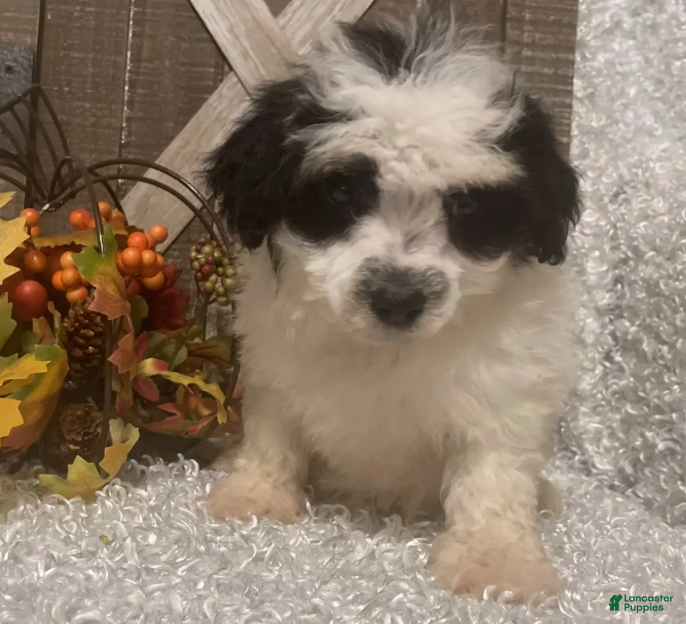 Toy Poodle dogs Prince - Ad 8