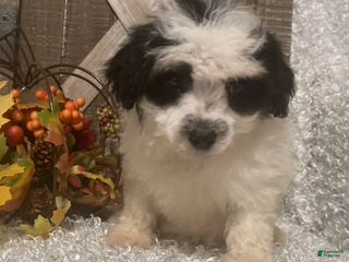 Toy Poodle dogs Prince - Ad 3