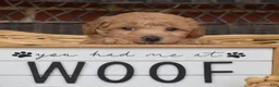 Bichpoo dogs for sale: Rugby  - Ad 12