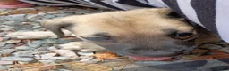 Cane Corso dogs for sale: Cane Corso Puppy 1 - Ad 16