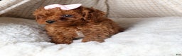 Cavapoo dogs for sale: OMA - Ad 4