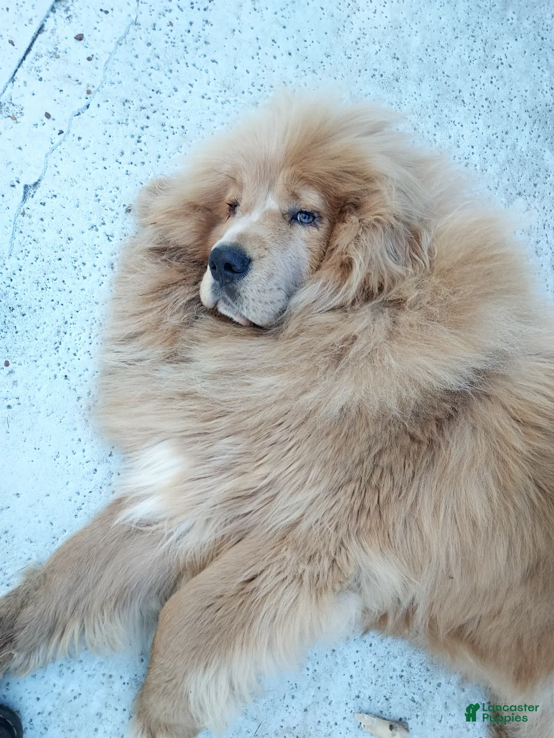 Gallery Image {{count}}