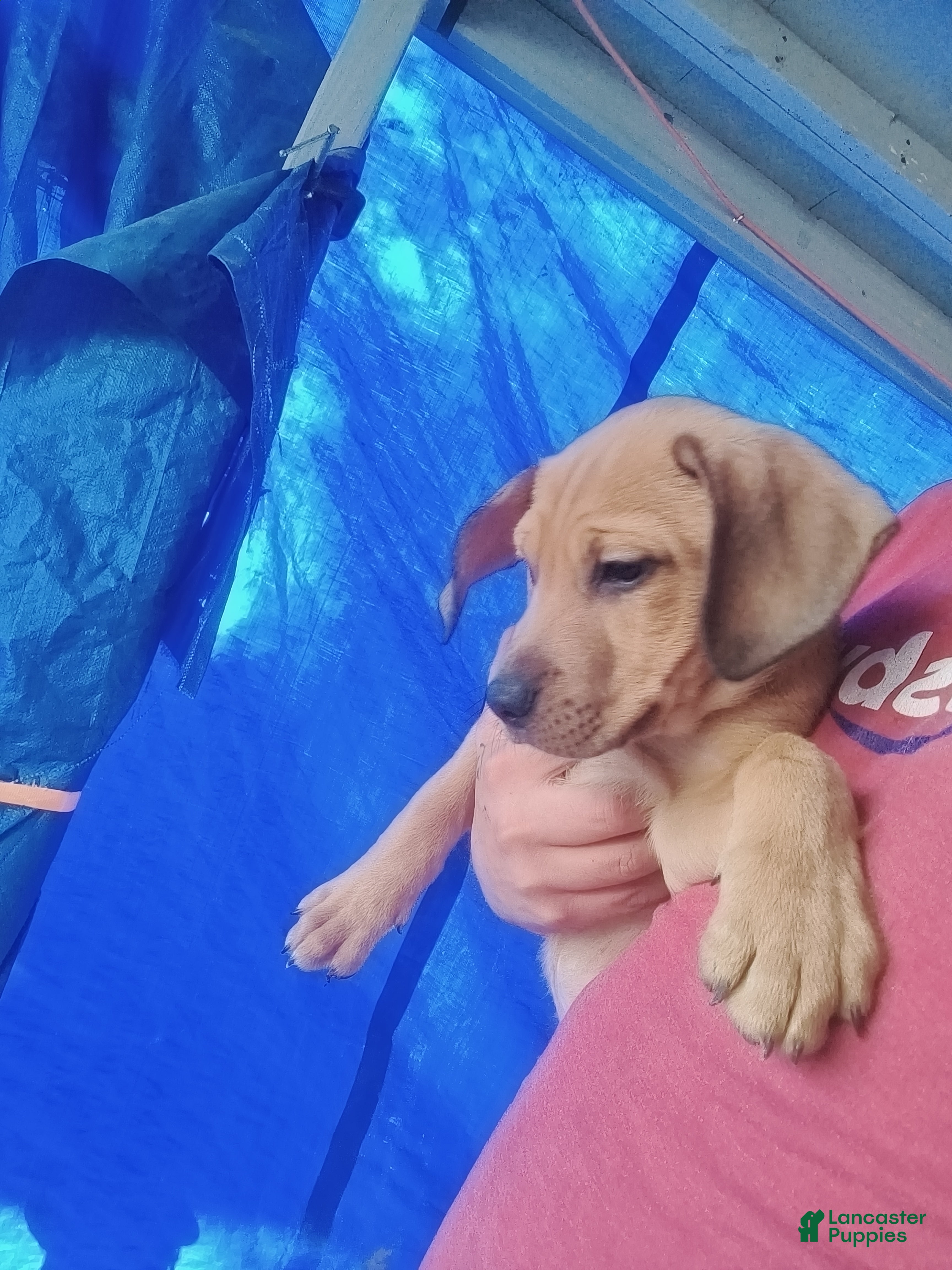 Mixed Breed dogs Spartacus - Ad 15