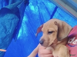 Mixed Breed dogs Spartacus - Ad 15