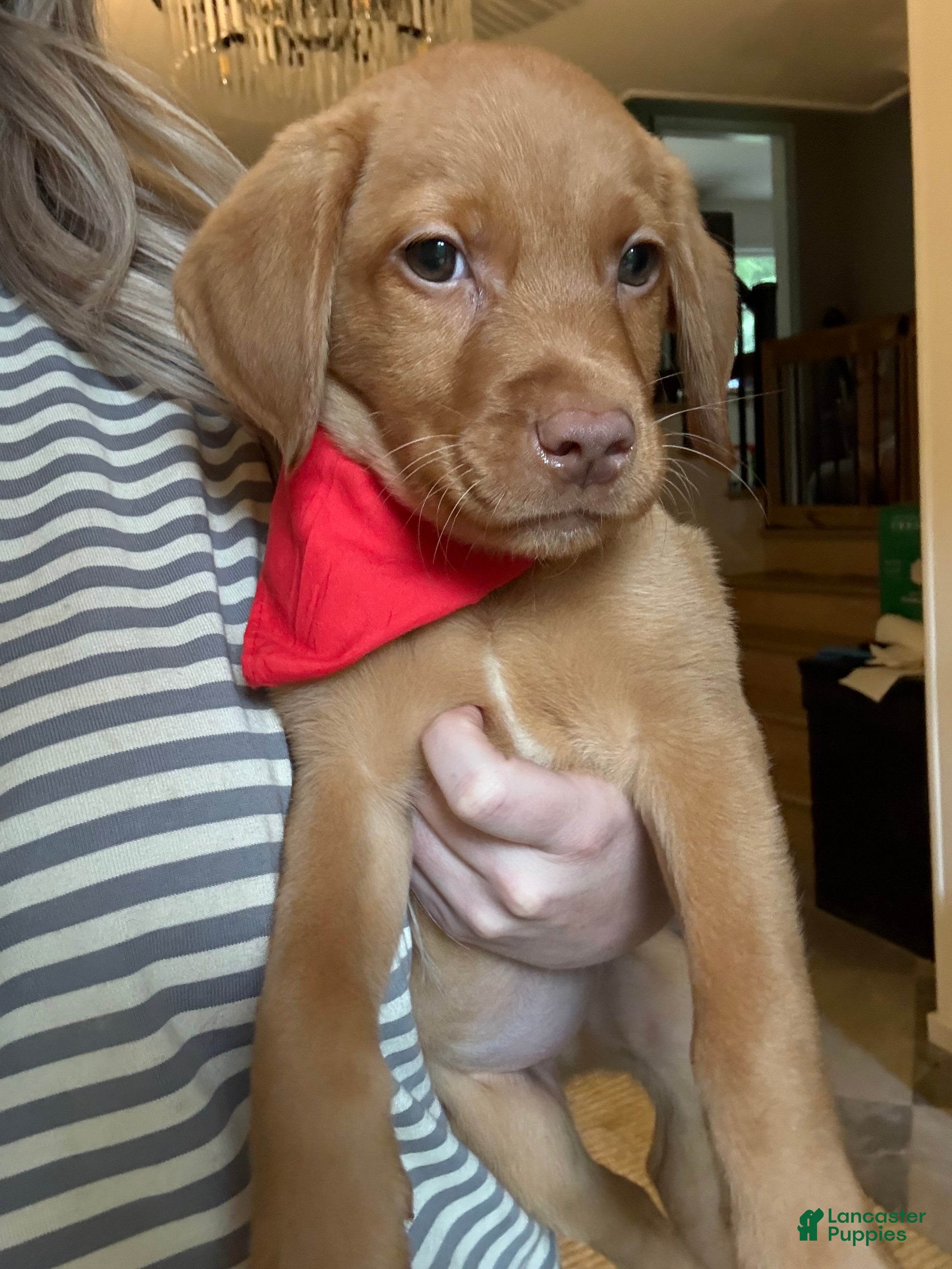 Labrador Retriever dogs Red Collar Fox Red Lab Puppy - Ad 2