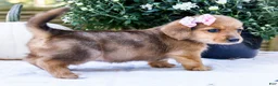 Mixed Breed dogs for sale: Daisy - Ad 3