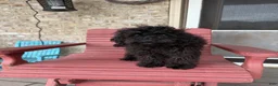 Cavapoo dogs for sale: Elsa - Ad 3