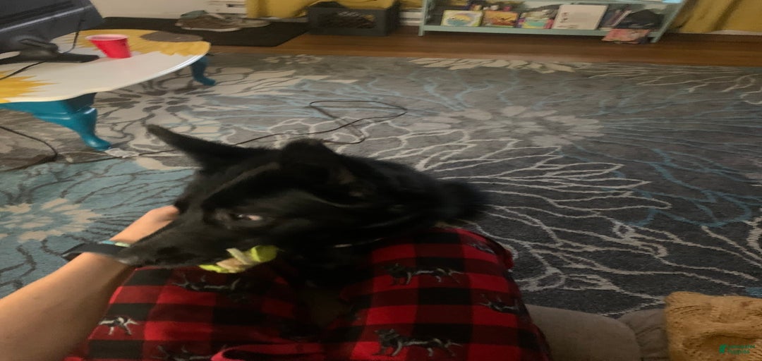 Gallery Image {{count}}