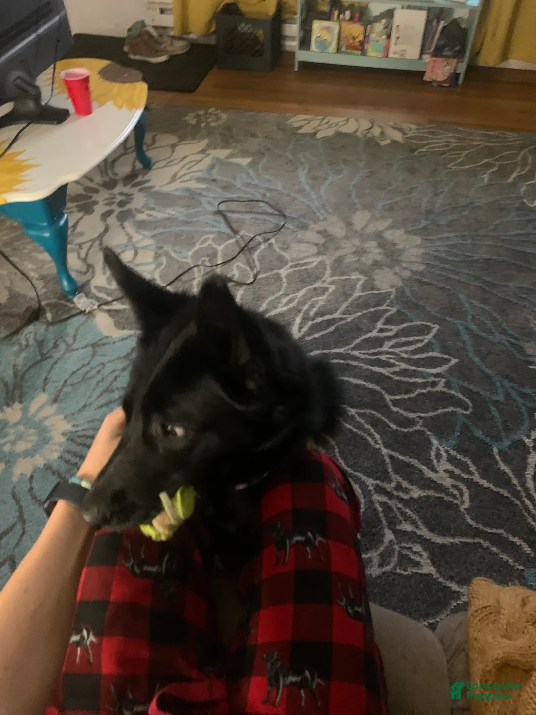 Gallery Image {{count}}