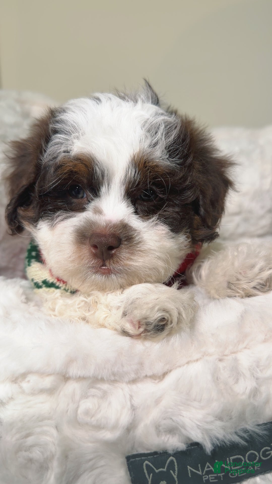 Shihpoo dogs for sale: Oakley  - Ad 3