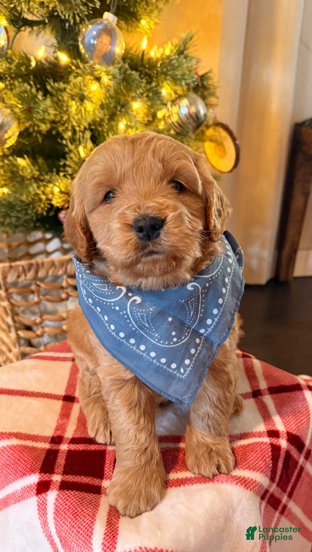 Mini Goldendoodle dogs for sale: Goose - Ad 4