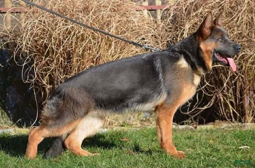 German Shepherd dogs for sale: German Shepherd Puppy 1 - Ad 2