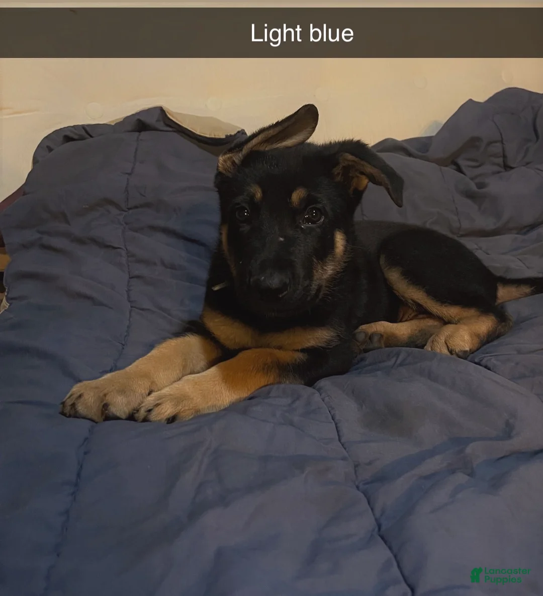 German Shepherd dogs for sale: German Shepherd Puppy 1 light blue  - Ad 2