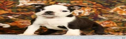 Boston Terrier dogs for sale: Pansy - Ad 1