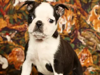 Boston Terrier dogs Pansy - Ad 1
