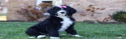 Bernedoodle dogs for sale: Eden - Ad 3