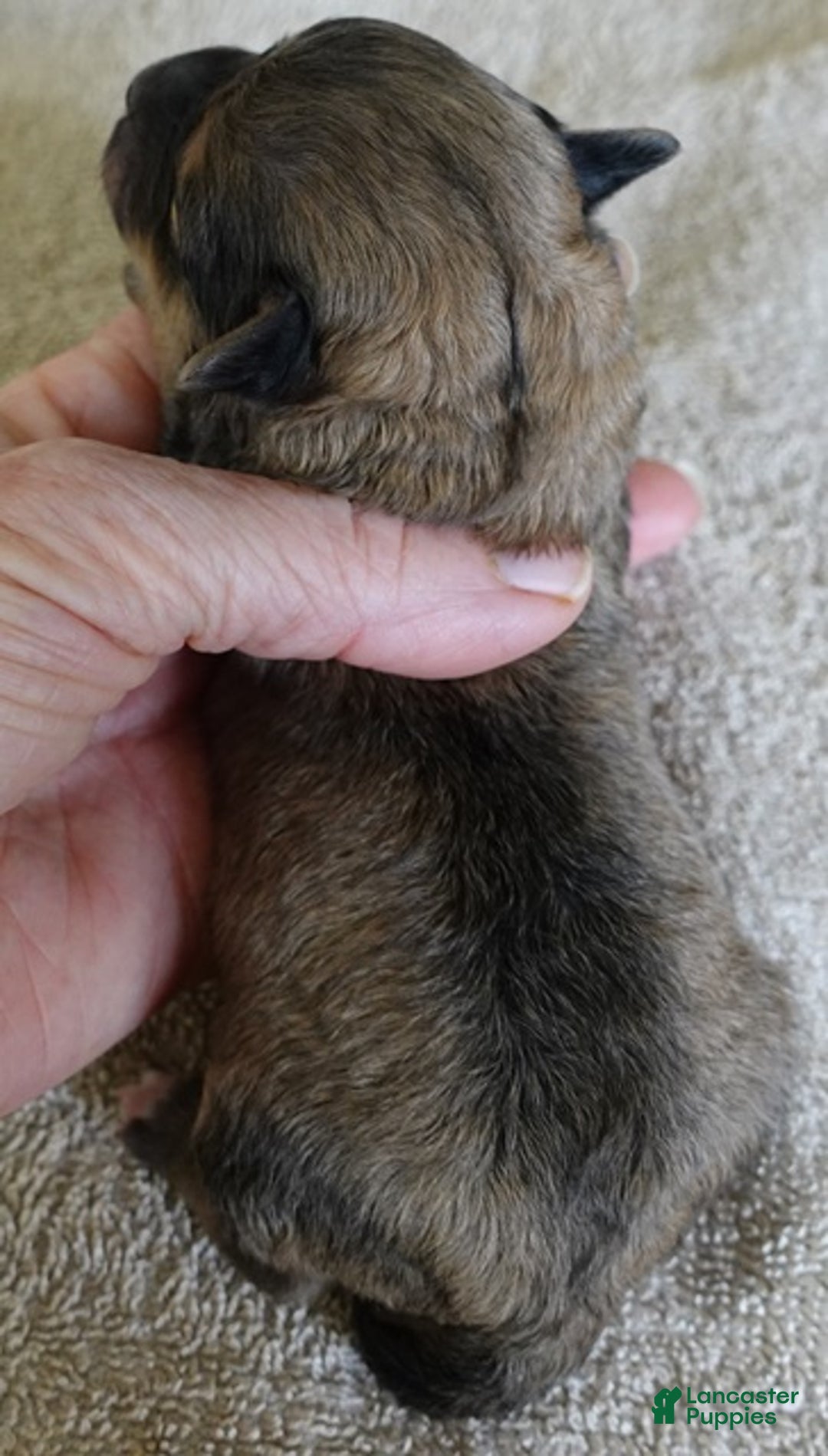 Maltipoo dogs for sale: River - Ad 6