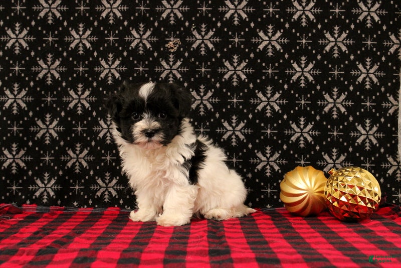 Maltipoo dogs Felicity - Ad 7
