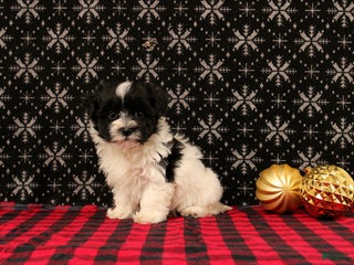 Maltipoo dogs Felicity - Ad 4