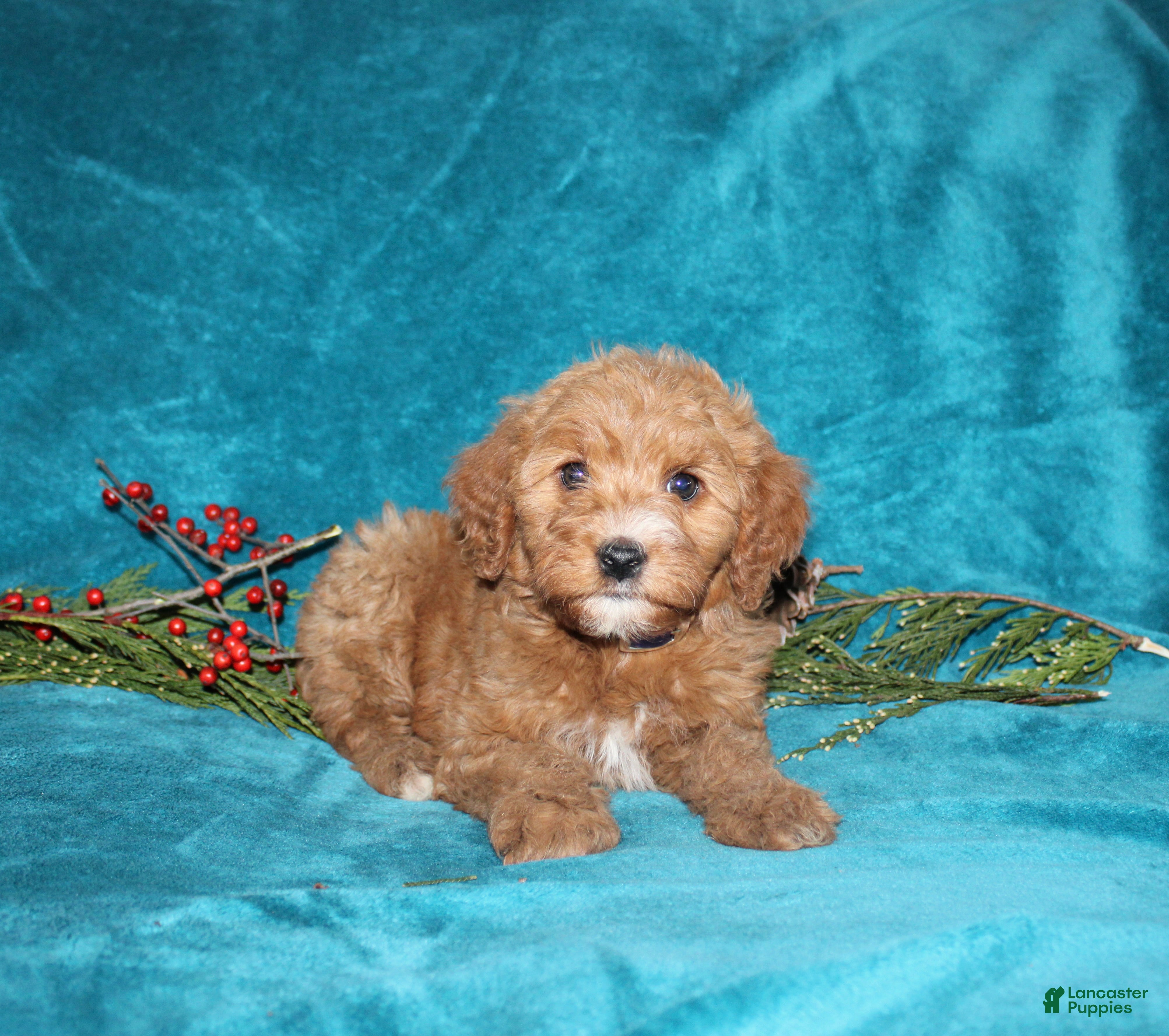 Mini Goldendoodle dogs Honey - Ad 33