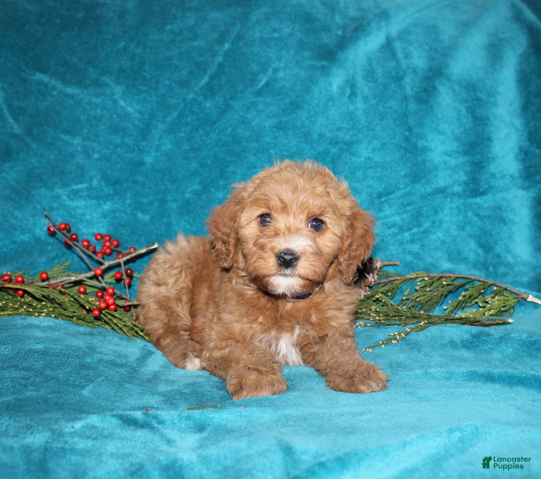 Mini Goldendoodle dogs for sale: Honey - Ad 1