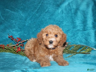 Mini Goldendoodle dogs Honey - Ad 33